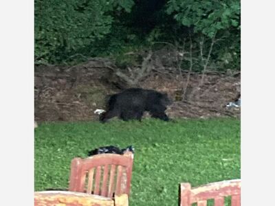 YONKERS: The Yonkers Police Department Warns Of Black Bears