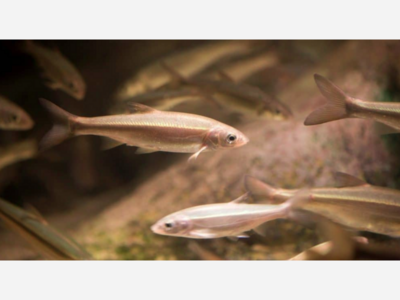 WESTCHESTER COUNTY: The Health Department To Offers Residents Free Minnows